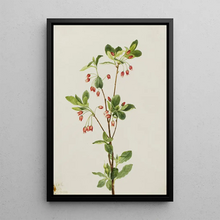 Mary Vaux Walcott - Western Menziesia Menziesia glabella.webp