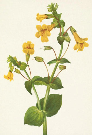 Mary Vaux Walcott - Western Monkeyflower Mimulus guttatus.webp