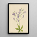 Aconit columbien - Mary Vaux Walcott — quadro incorniciato alla parete