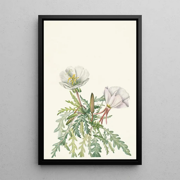Mary Vaux Walcott - White Dawnrose Pachyloplus marginatus.webp