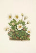 Fleur de dryade blanche - Mary Vaux Walcott — vista dell’opera