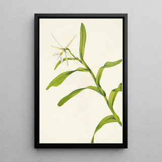 Mary Vaux Walcott - White Epidendrum Epidendrum nocturnum.webp