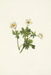 Renoncule des Alpes blanche Trollius albiflorus - Mary Vaux Walcott — vista dell’opera