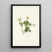 Renoncule des Alpes blanche Trollius albiflorus - Mary Vaux Walcott — quadro incorniciato alla parete