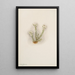 Bruyère blanche Phyllodoce grandiflora - Mary Vaux Walcott — quadro incorniciato alla parete