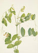 Pois blanc Lathyrus ochroleucus - Mary Vaux Walcott — vista dell’opera