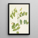 Pois blanc Lathyrus ochroleucus - Mary Vaux Walcott — quadro incorniciato alla parete