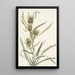 Chardon blanc Cirsium hookerianum - Mary Vaux Walcott — quadro incorniciato alla parete