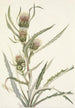 Chardon blanc Cirsium hookerianum - Mary Vaux Walcott — vista dell’opera