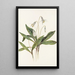 Érythrone blanche Erythronium albidum - Mary Vaux Walcott — quadro incorniciato alla parete