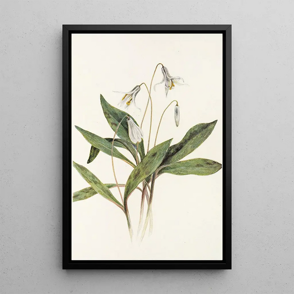 Mary Vaux Walcott - White Troutlily Erythronium albidum.webp