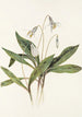 Érythrone blanche Erythronium albidum - Mary Vaux Walcott — vista dell’opera