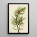 Pin à écorce blanche Pinus albicaulis - Mary Vaux Walcott — quadro incorniciato alla parete