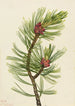 Pin à écorce blanche Pinus albicaulis - Mary Vaux Walcott — vista dell’opera