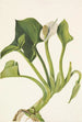 Calla sauvage Calla palustris - Mary Vaux Walcott — vista dell’opera