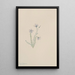Lin sauvage Linum lewisii - Mary Vaux Walcott — quadro incorniciato alla parete