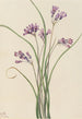 Jacinthe sauvage Brodiaea pulchella - Mary Vaux Walcott — vista dell’opera