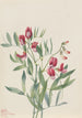 Pois sauvage Lathyrus decaphyllus - Mary Vaux Walcott — vista dell’opera