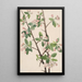 Pommier sauvage Malus coronaria - Mary Vaux Walcott — quadro incorniciato alla parete