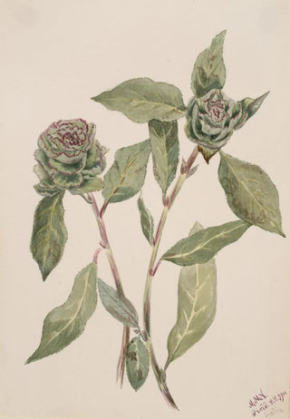 Mary Vaux Walcott - Willow Salix.webp