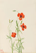 Coquelicot dei venti Stylomecon heterophylla - Mary Vaux Walcott — vista dell’opera
