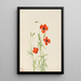 Coquelicot dei venti Stylomecon heterophylla - Mary Vaux Walcott — quadro incorniciato alla parete
