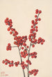 Houx verticillé Ilex verticillata - Mary Vaux Walcott — vista dell’opera