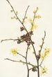 Noisetier des sorcières Hamamelis virginiana - Mary Vaux Walcott — vista dell’opera