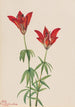 Lis des bois Lilium philadelphicum - Mary Vaux Walcott — vista dell’opera