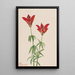 Lis des bois Lilium philadelphicum - Mary Vaux Walcott — quadro incorniciato alla parete