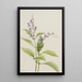 Scutellaire des bois Scutellaria serrata - Mary Vaux Walcott — quadro incorniciato alla parete