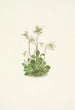 Nymphe des bois Moneses uniflora - Mary Vaux Walcott — vista dell’opera