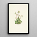Nymphe des bois Moneses uniflora - Mary Vaux Walcott — quadro incorniciato alla parete