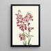 Pénstémon de Wright Pentstemon wrightii - Mary Vaux Walcott — quadro incorniciato alla parete