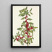 Yaupon Ilex vomitoria - Mary Vaux Walcott — quadro incorniciato alla parete