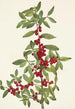 Yaupon Ilex vomitoria - Mary Vaux Walcott — vista dell’opera
