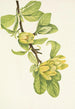 Magnolia cordé Magnolia cordata - Mary Vaux Walcott — vista dell’opera