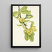 Magnolia cordé Magnolia cordata - Mary Vaux Walcott — quadro incorniciato alla parete