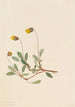 Dryade jaune Dryas drummondii - Mary Vaux Walcott — vista dell’opera