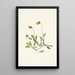 Fleur de dryade jaune Dryas drummondii - Mary Vaux Walcott — quadro incorniciato alla parete