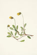 Fleur de dryade jaune Dryas drummondii - Mary Vaux Walcott — vista dell’opera
