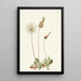 Fruit de dryade jaune Dryas drummondii - Mary Vaux Walcott — quadro incorniciato alla parete