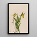 Sabot de Vénus giallo Cypripedium parviflorum - Mary Vaux Walcott — quadro incorniciato alla parete