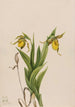 Sabot de Vénus giallo Cypripedium parviflorum - Mary Vaux Walcott — vista dell’opera