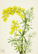 Lupin giallo Lupinis arboreus - Mary Vaux Walcott — vista dell’opera