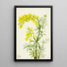Lupin giallo Lupinis arboreus - Mary Vaux Walcott — quadro incorniciato alla parete