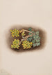 Orpin giallo Sedum stenopetalum - Mary Vaux Walcott — vista dell’opera