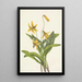 Érythrone jaune Erythronium americanum - Mary Vaux Walcott — quadro incorniciato alla parete