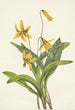 Érythrone jaune Erythronium americanum - Mary Vaux Walcott — vista dell’opera