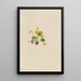 Violette jaune Viola orbiculata - Mary Vaux Walcott — quadro incorniciato alla parete